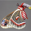 Butterflies and Moths - Two Sparrows DK Main and Complementary