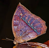 Butterflies and Moths - Eiderdown Fingering