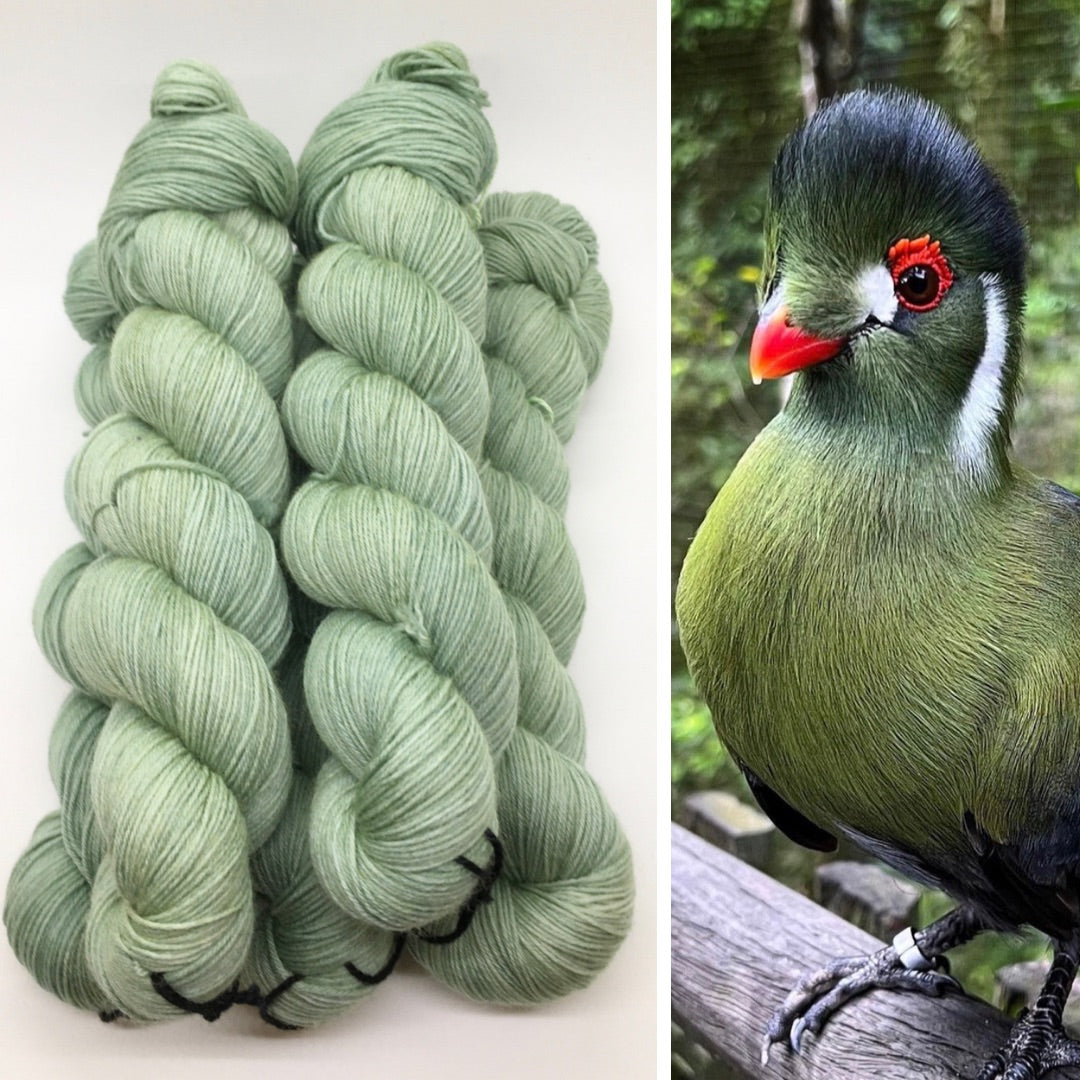 White Cheeked Turaco Breast Robins Promise Yarn Co 