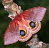 Butterflies and Moths - Eiderdown DK Main and Complementary