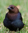 Cowbird Feather