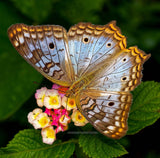 Butterflies and Moths - Tough Little Birds Fingering Main and Complementary