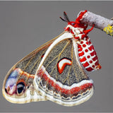 Butterflies and Moths - Tough Little Birds Fingering Main and Complementary