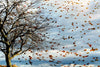 Fall Leaves in the Storm