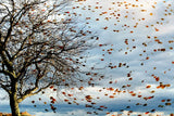 Fall Leaves in the Storm