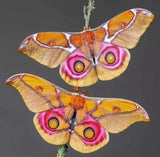 Butterflies and Moths - Eiderdown DK Main and Complementary