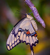 Butterflies and Moths - Eiderdown DK