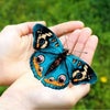 Butterflies and Moths - Tough Little Birds Fingering