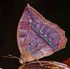 Butterflies and Moths - Songbird Fingering