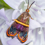Butterflies and Moths - Eiderdown Fingering