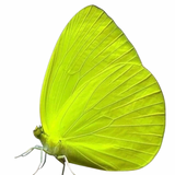 Sulphur Butterfly Wing