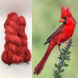 Cardinal Feather