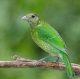 Green Catbird Wing