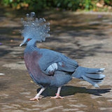 Victoria Crowned Pigeon Feather