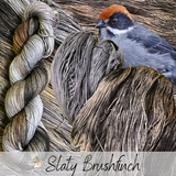 Slaty Brushfinch