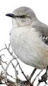 Mockingbird Breast