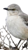 Mockingbird Breast