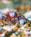 Dance of the Pom Pom Crab