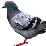 Rock Pigeon Collar
